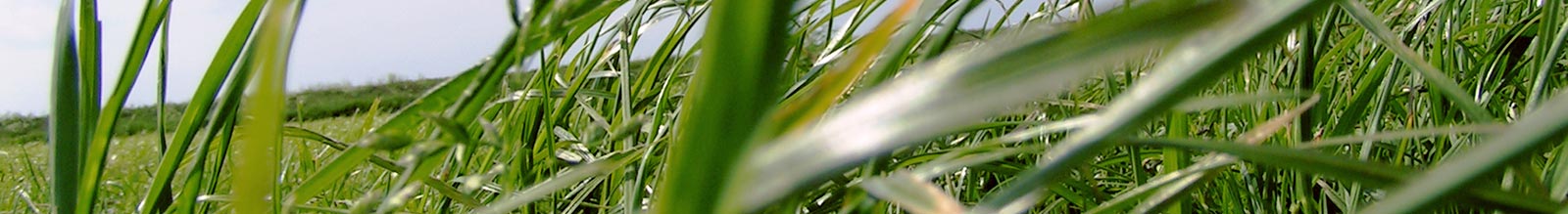 Wiesenmäher und Hochgrasmäher zum Mähen für Wiese und besonders hohes Gras